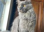 Giada - Maine Coon Cat For Sale - Marco Island, FL, US