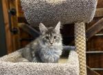 Ashoka - Maine Coon Kitten For Sale - Cookeville, TN, US