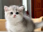 Gabi - Munchkin Cat For Sale - Chino, CA, US