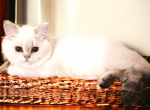 Silver Point - British Shorthair Cat For Sale - Reisterstown, MD, US