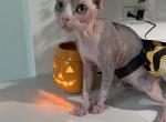 Bella - Sphynx Cat For Sale - Vernon Hills, IL, US