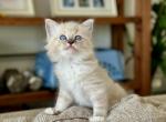 Dunn - Ragdoll Kitten For Sale - Los Angeles, CA, US