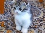 Scottish Kilt Munchkin Fold - Munchkin Cat For Sale - CO, US