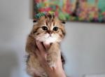 Tig - Scottish Fold Cat For Sale - Levittown, PA, US