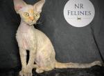 Irene Reserved - Devon Rex Cat For Sale - Ottawa, KS, US