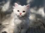 Pearly - Scottish Straight Kitten For Sale - Auburn, WA, US