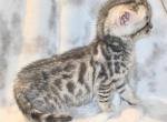 Bell - Bengal Cat For Sale - Battle Ground, WA, US