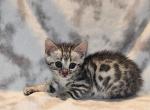 Silver Leo - Bengal Kitten For Sale - Battle Ground, WA, US