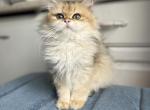 Golden longhair kitten 4 months old - British Shorthair Cat For Sale - Worcester, MA, US