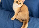 Golden British kitten 4 months old female - British Shorthair Cat For Sale - Worcester, MA, US