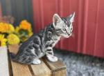 Arlo - Bengal Cat For Sale - Wauseon, OH, US