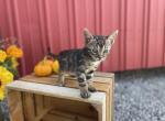 Bruno - Bengal Cat For Sale - Wauseon, OH, US