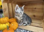 Kato - Bengal Cat For Sale - Wauseon, OH, US