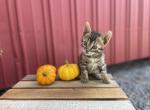 Elmo - Bengal Cat For Sale - Wauseon, OH, US