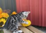 Nico - Bengal Cat For Sale - Wauseon, OH, US