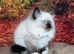 Sierra - Ragdoll Cat For Sale - St. Louis, MO, US