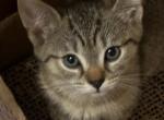 Daisy - Bengal Kitten For Sale - Concord, NH, US