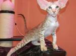 Naomi - Oriental Cat For Sale - Norwalk, CT, US