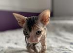 Jennie Levkoy Reserved - Sphynx Cat For Sale - Union City, NJ, US