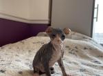 Jimin Levkoy - Sphynx Kitten For Sale - Union City, NJ, US