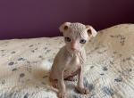 Jade Levkoy Reserved - Sphynx Cat For Sale - Union City, NJ, US