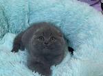 Zevs - Scottish Fold Cat For Sale - Hollywood, FL, US