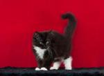 lucky guy - Maine Coon Cat For Sale - Brooklyn, NY, US