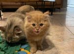 Persian Orange - Persian Cat For Sale - Staten Island, NY, US