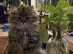 Tabby Persian - Persian Cat For Sale - Staten Island, NY, US