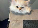 Flame Point Himalayan - Himalayan Cat For Sale - Staten Island, NY, US