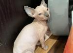 Elsas litter price negotiable for Christmas - Sphynx Kitten For Sale - DE, US