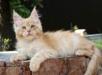 Titan Maine Coon male - Maine Coon Cat For Sale - Seattle, WA, US