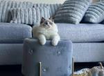 Bingo - Ragdoll Cat For Sale - Charlotte, NC, US