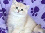 Iris - British Shorthair Cat For Sale - Miami, FL, US