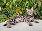 Justin - Bengal Cat For Sale - Miami, FL, US