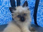 Axel RESERVED - Balinese Cat For Sale - CA, US