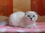 Piksel blue eyed lynx point scottish fold - Scottish Fold Cat For Sale - Dallas, TX, US