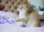 Varya golden shaded scottish fold baby girl - Scottish Fold Cat For Sale - Dallas, TX, US