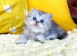 Tina silver shaded british longhair baby girl - Persian Cat For Sale - Dallas, TX, US