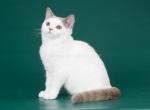 Uma Umi  little hat on her head fawn van british - British Shorthair Cat For Sale - CA, US