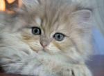 Vincent blue golden shaded chinchilla baby boy - Persian Cat For Sale - Dallas, TX, US