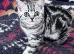 Black Silver Classic Tabby - British Shorthair Kitten For Sale - NY, US