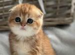 Ufa baby girl golden chinchila scottish fold - Scottish Fold Cat For Sale - CA, US