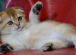 Vikki chunky girl golden chinchila scottish fold - Scottish Fold Cat For Sale - CA, US