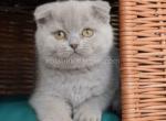 Samantha ilac solid plushy scottish fold baby girl - Scottish Fold Cat For Sale - CA, US