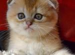 Viking chunky golden chinchilla scottish fold boy - Scottish Fold Cat For Sale - CA, US