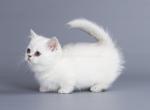 Perla munchkin silver shaded point standard girl - Munchkin Cat For Sale - CA, US