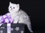 Najtti munchkin standard silver tabby short leg - Munchkin Cat For Sale - CA, US