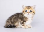 Najib tiger munchkin standard golden tabby boy - Munchkin Cat For Sale - CA, US