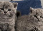 British Shorthair Blue Male & Female are available - British Shorthair Cat For Sale - Clearwater, FL, US